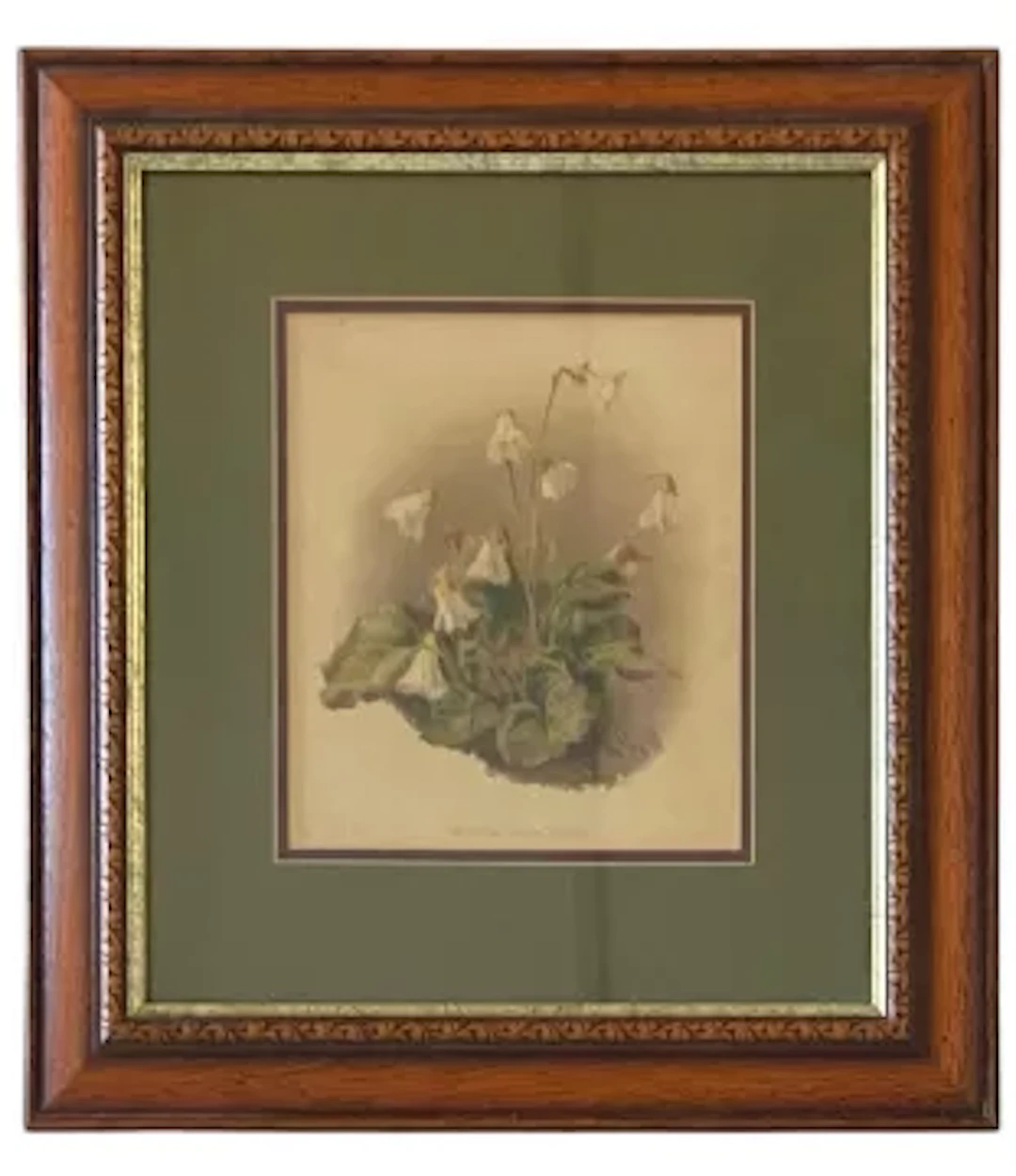 An early 20th century, oak framed, glazed botanical print 'Shortia