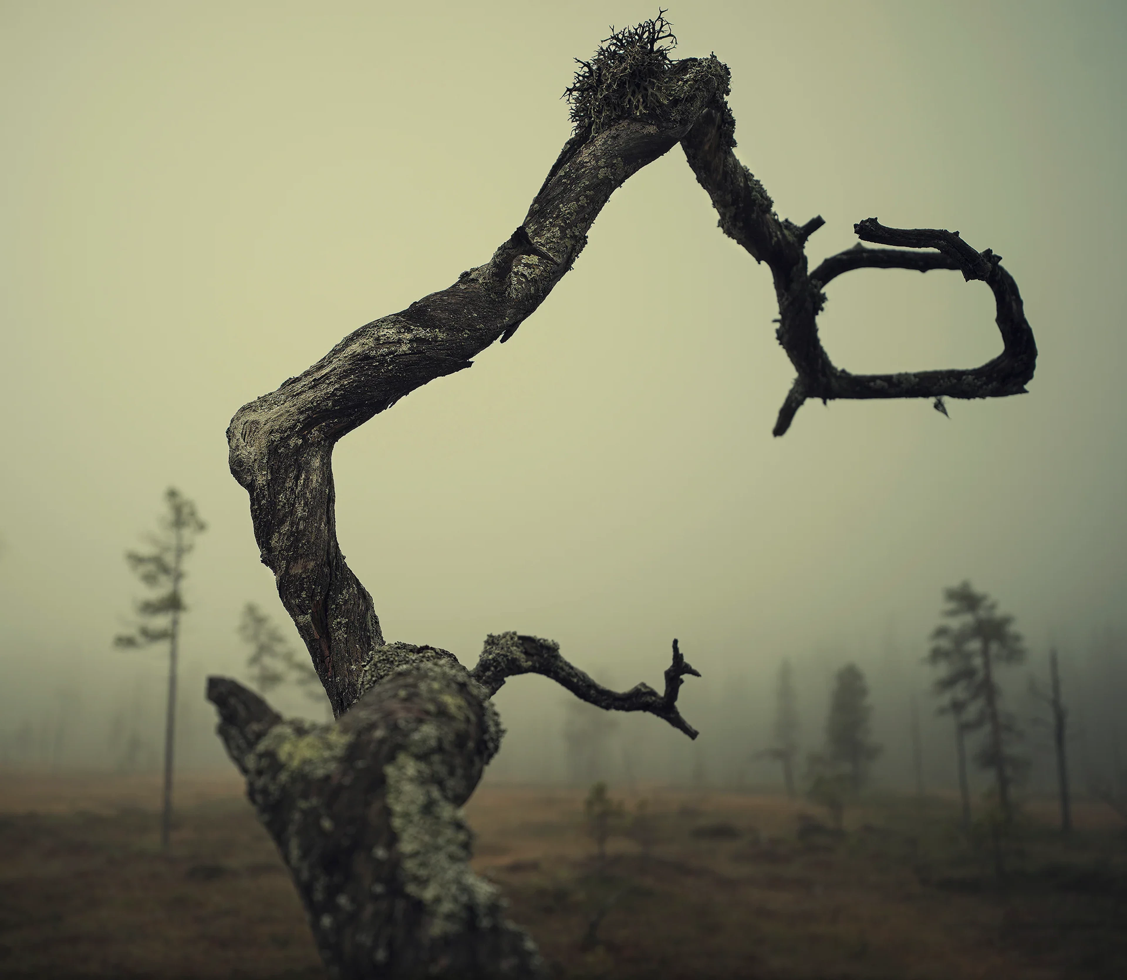 Andreas Lundberg - Fulu