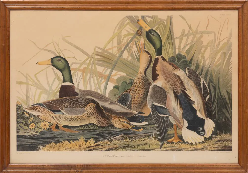John James Audubon, Mallard Duck, later photo reproduction