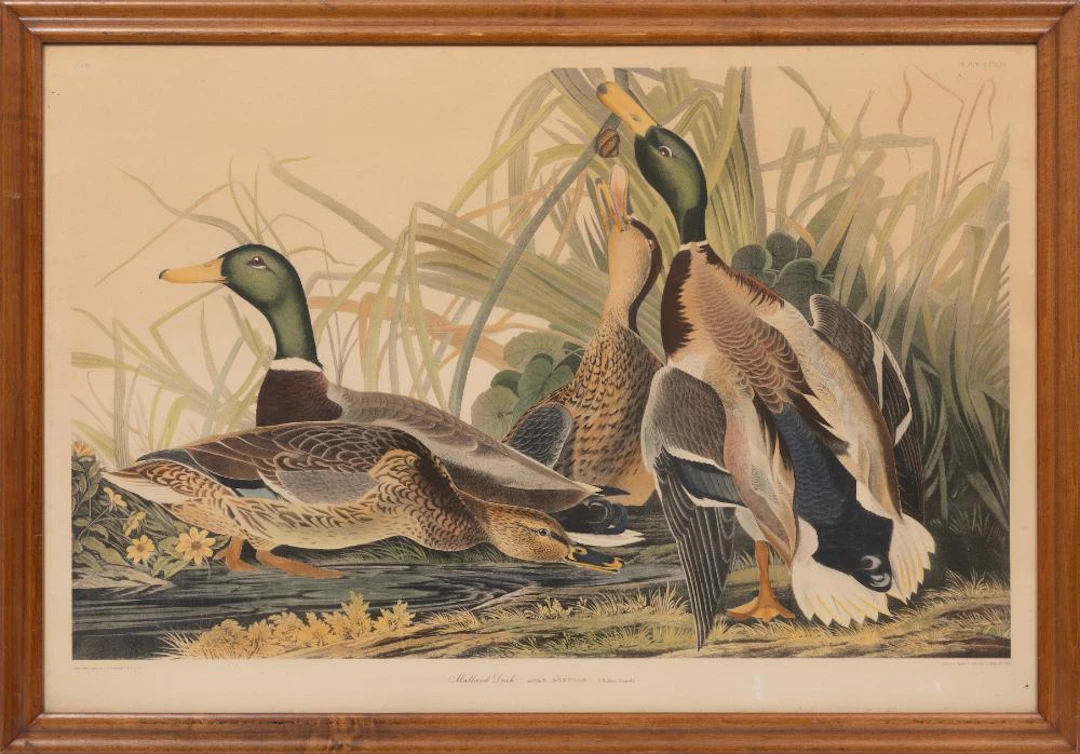 John James Audubon, Mallard Duck, later photo reproduction