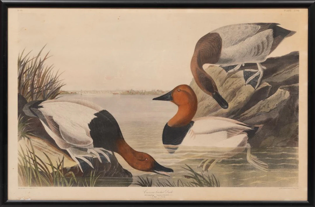 John James Audubon, Canvas Backed Duck, later photo reproduction