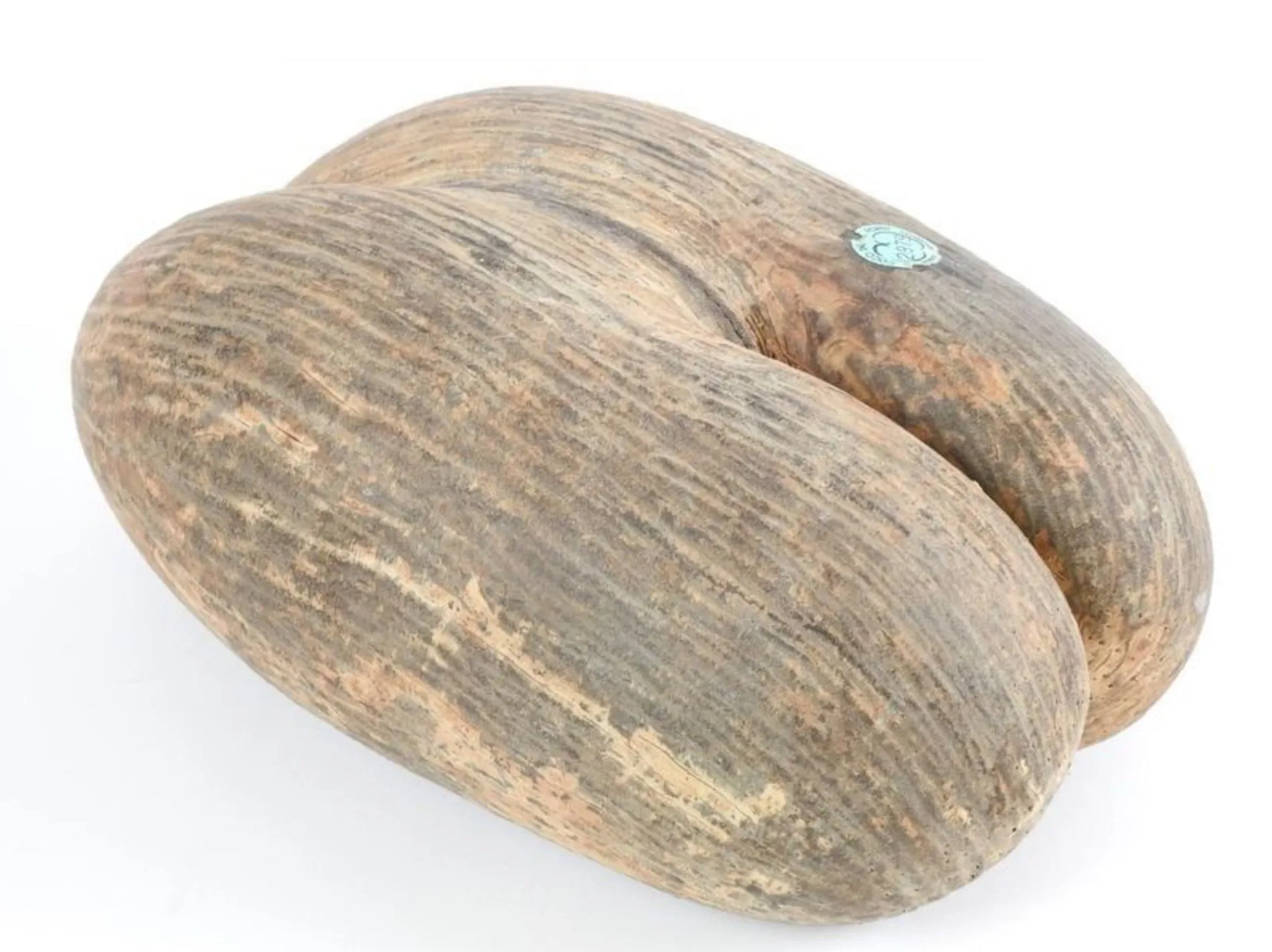 Coco-fesse or Cocotier de mer (Lodoicea maldivica) (III/C) p - Lot 332