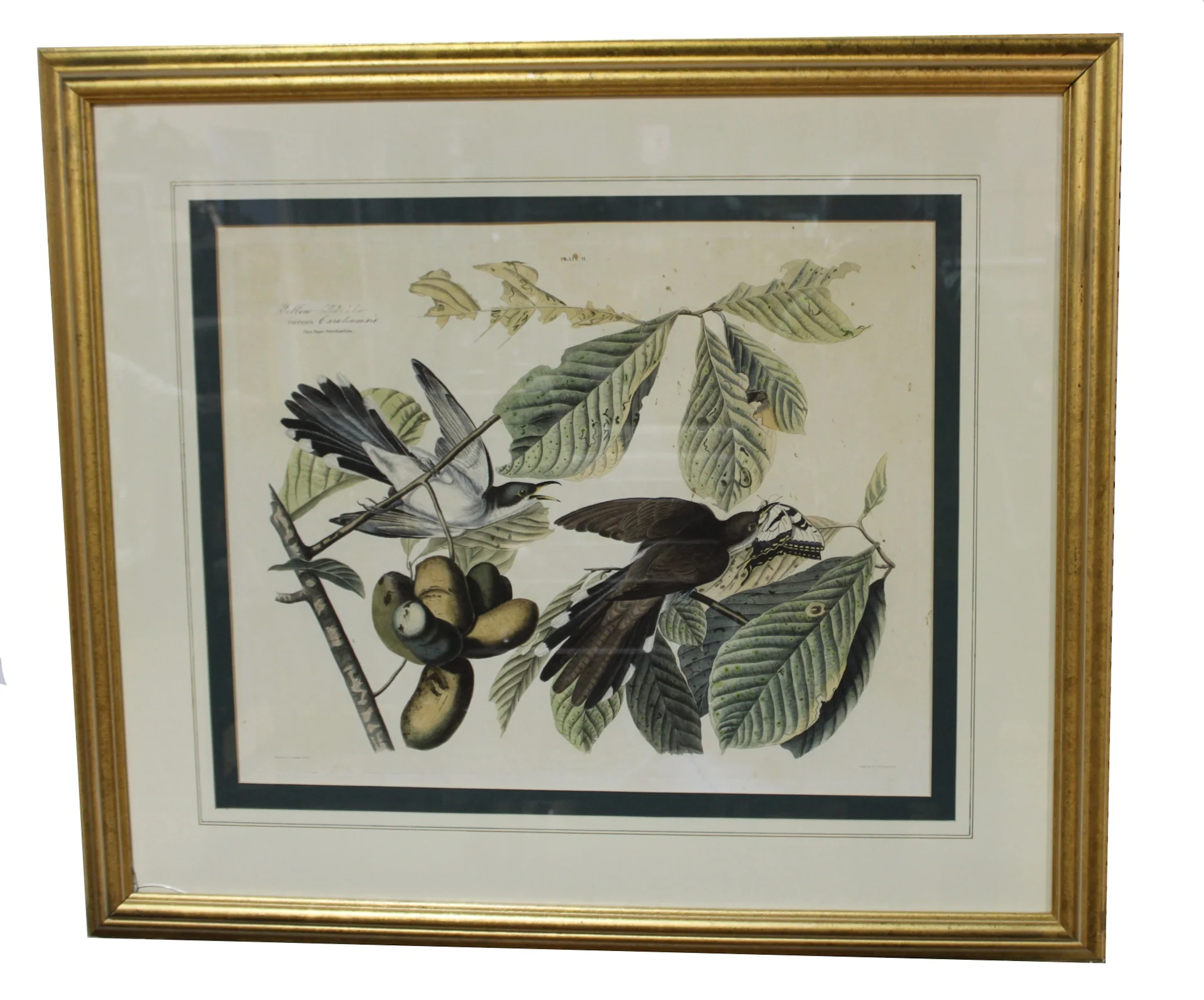 Audubon Print of the Yellow-Billed Cuckoo.