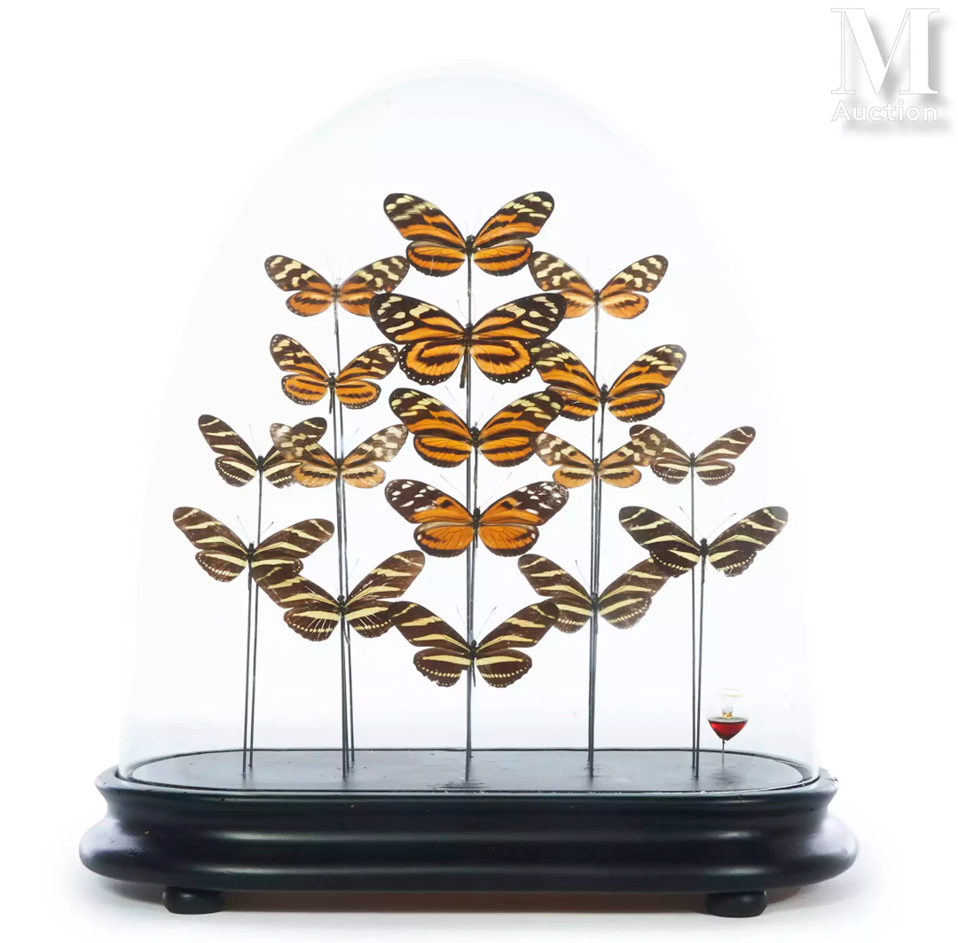 DIX-SEPT HELICONIUS