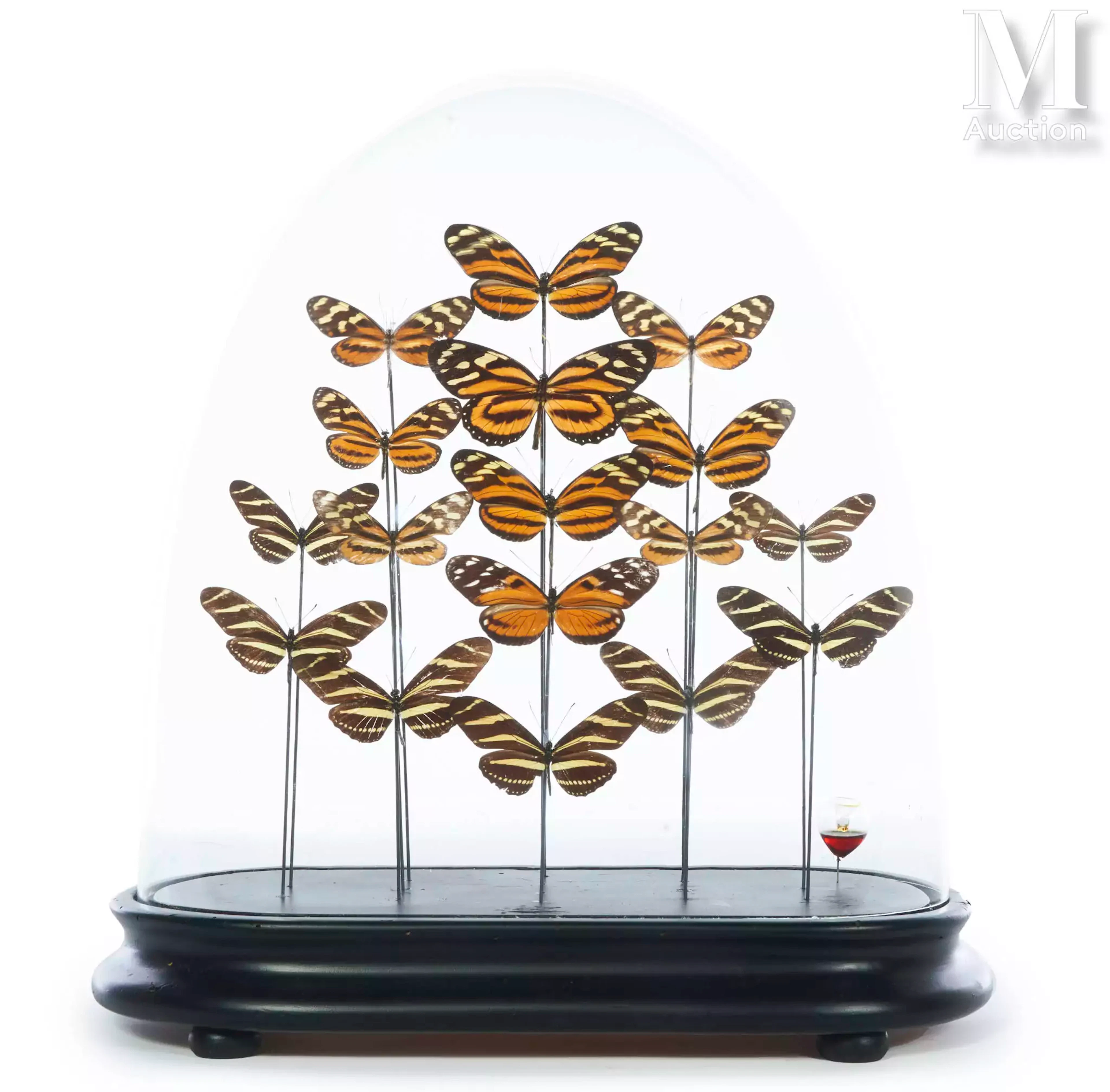 DIX-SEPT HELICONIUS