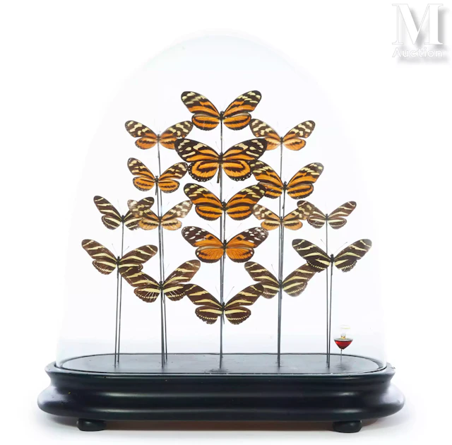 DIX-SEPT HELICONIUS