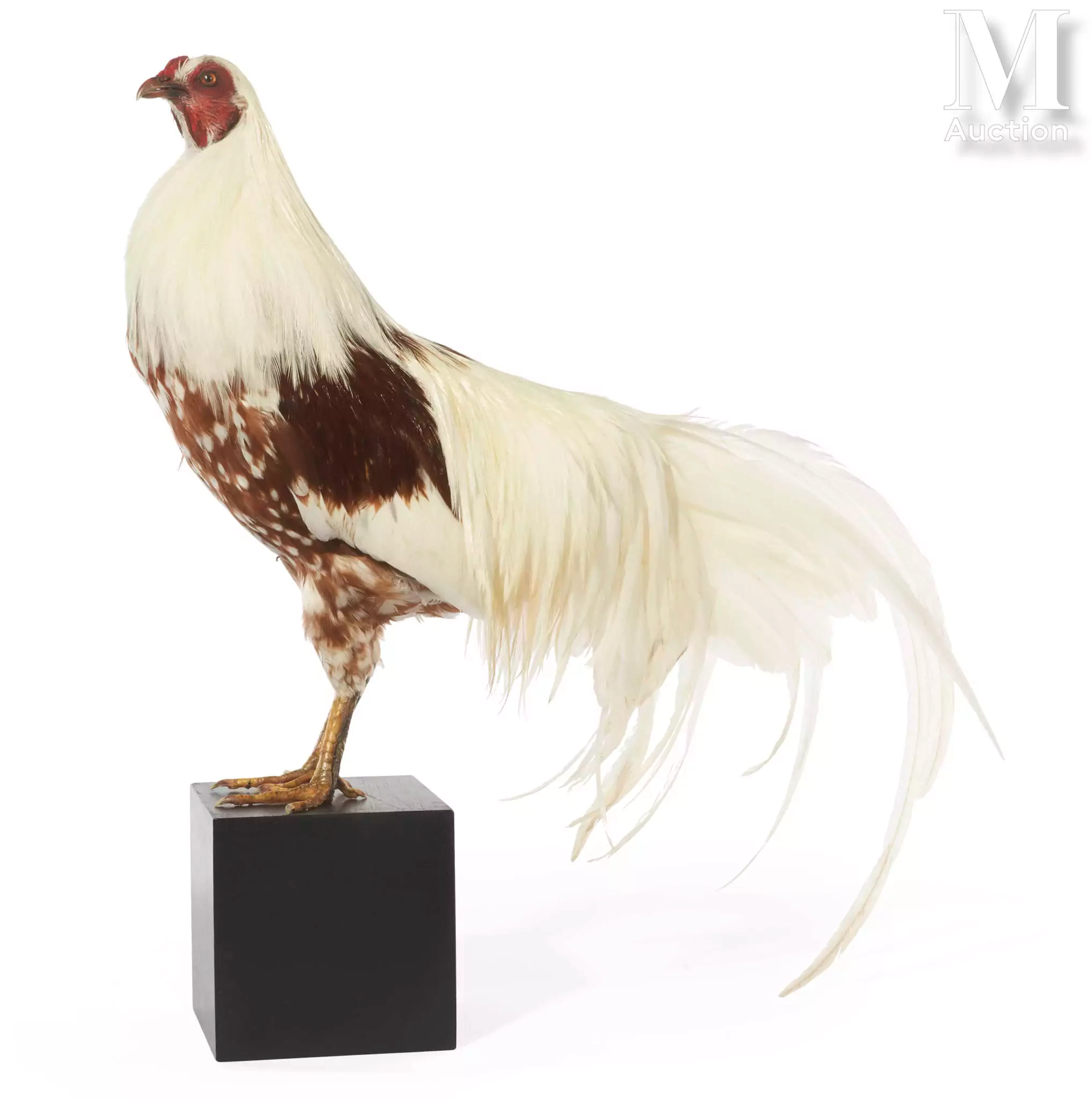 COQ YOKOHAMA