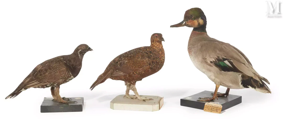CANARD COLVERT x CHIPEAU, LAGOPÈDE D'ÉCOSSE, PETIT TÉTRAS DU CANADA