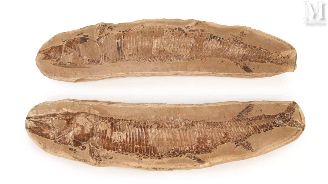 BEAU POISSON FOSSILE