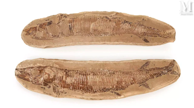 BEAU POISSON FOSSILE