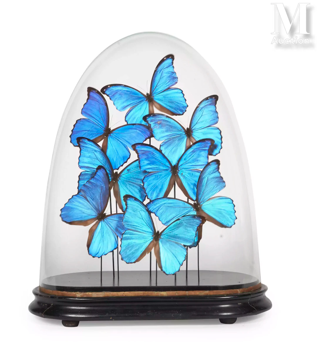 HUIT MORPHOS