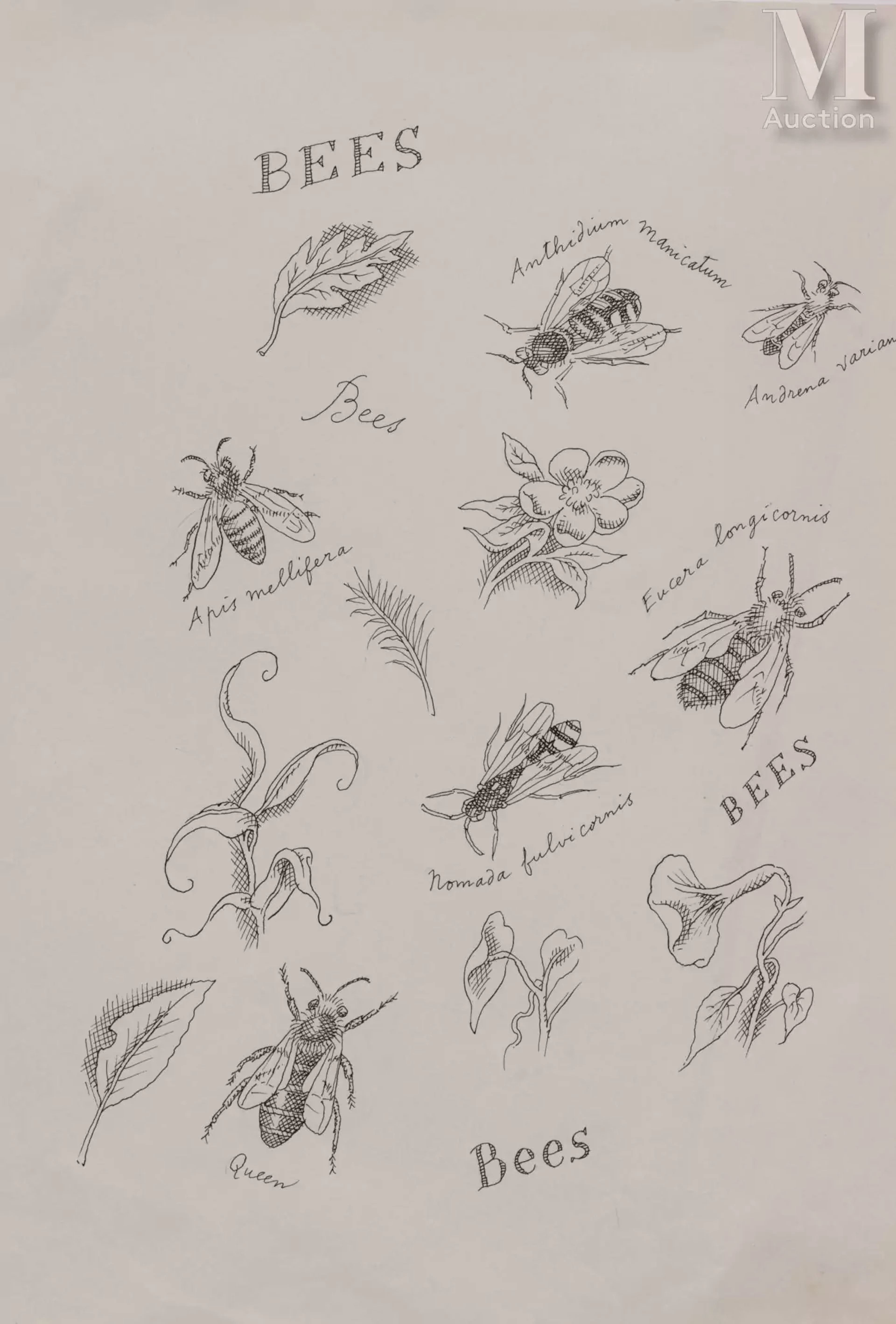Ⓟ Pierre LE-TAN (1950-2019) "Etude d'insectes et de plantes"