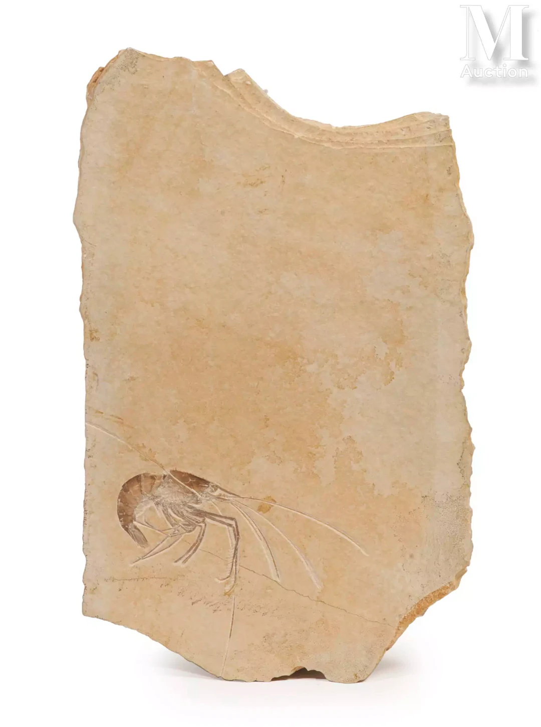 CREVETTE FOSSILE
