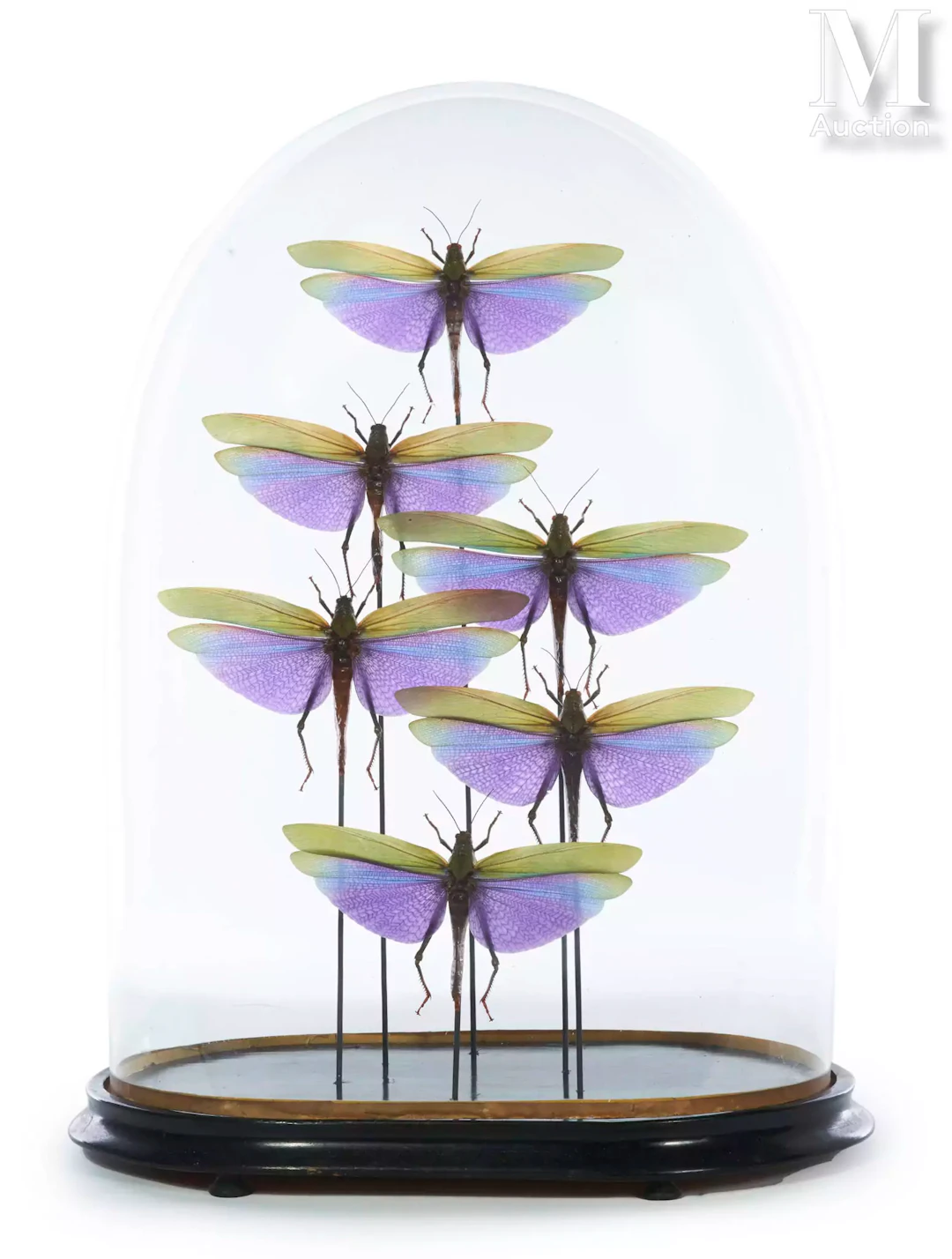 SIX CRIQUETS GÉANTS À AILES VIOLETTES