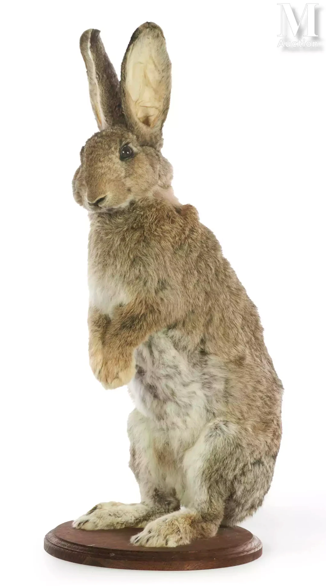 LAPIN GÉANT DES FLANDRES