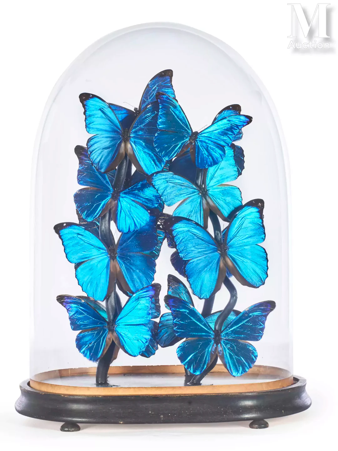 QUINZE MORPHO