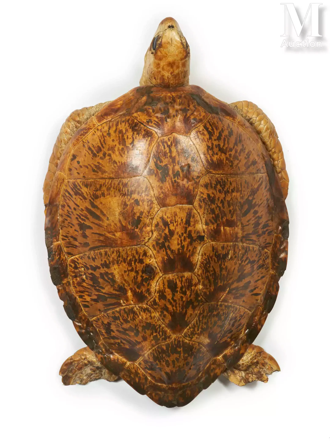 BELLE TORTUE VERTE