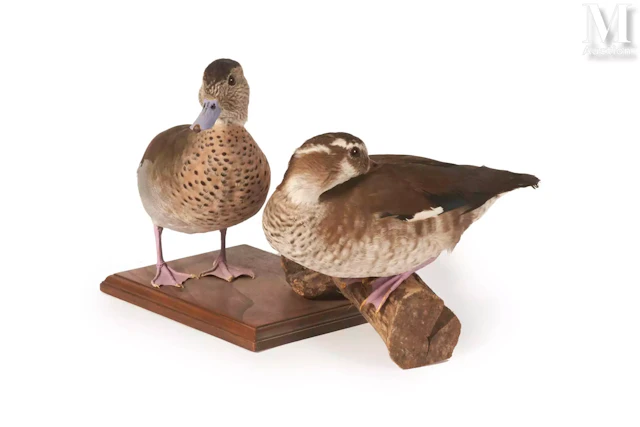 COUPLE DE SARCELLES À COLLIER