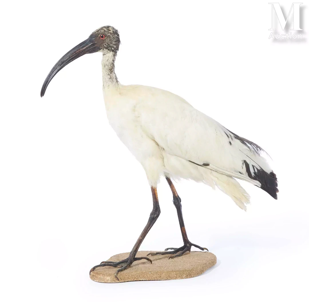 IBIS SACRÉ