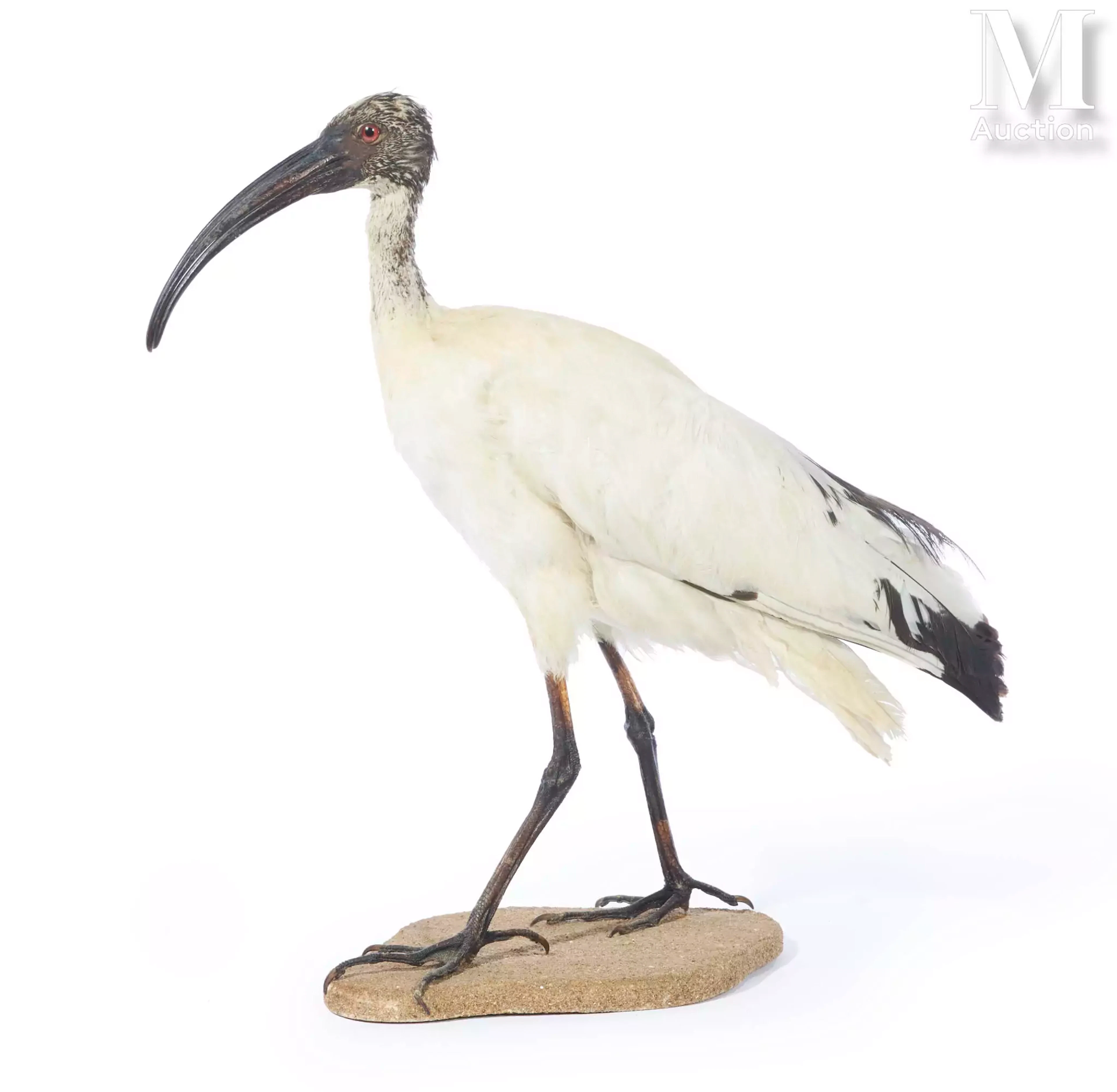 IBIS SACRÉ