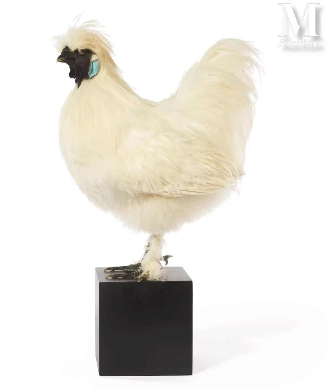 COQ NÈGRE SOIE