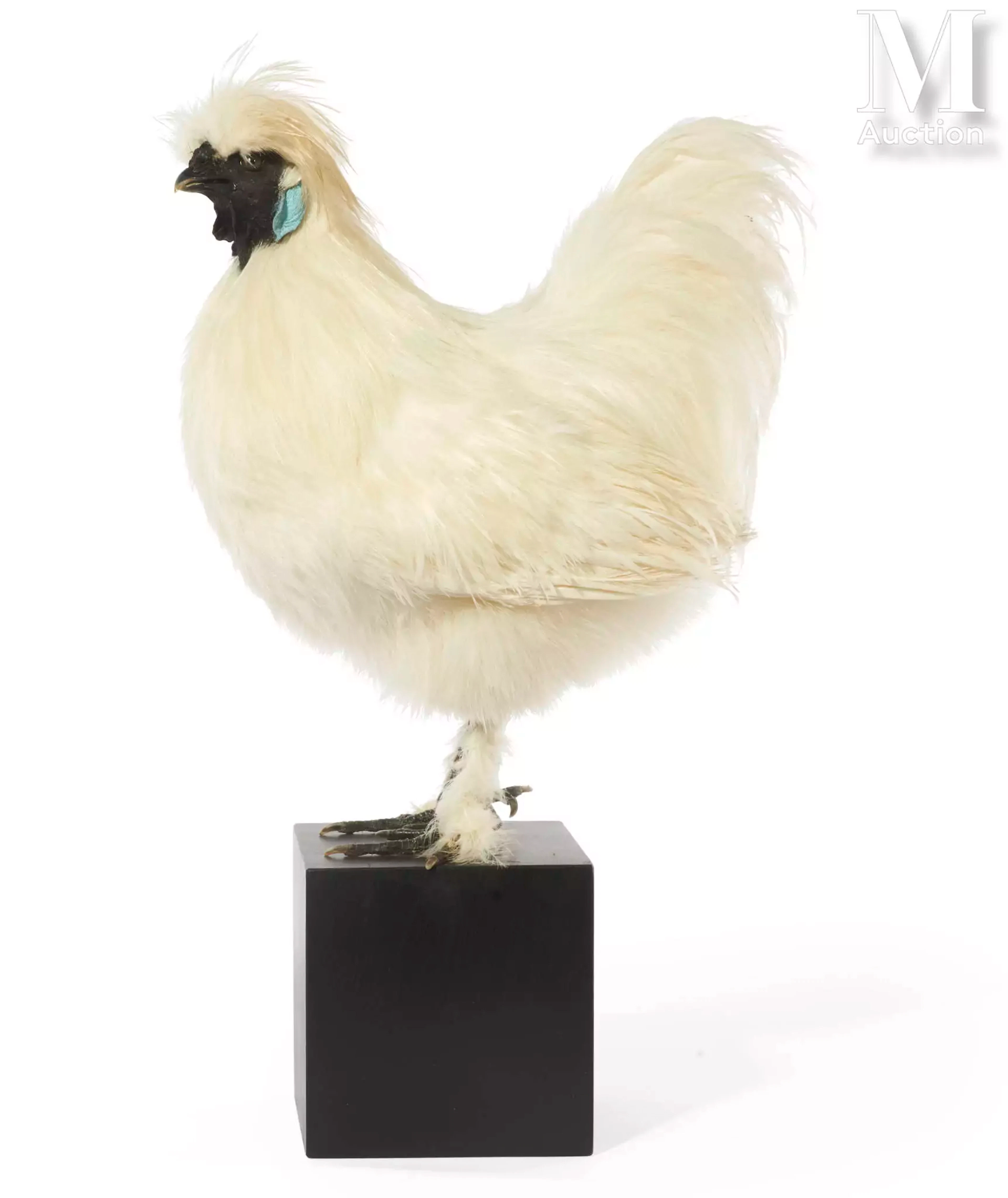 COQ NÈGRE SOIE
