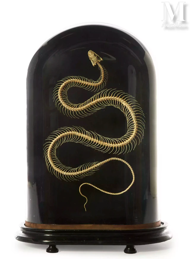 SQUELETTE DE SERPENT DES BAMBOUS