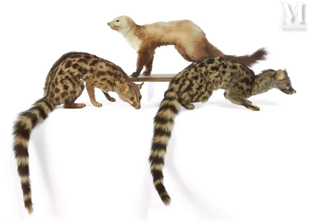 PUTOIS, DEUX GENETTES