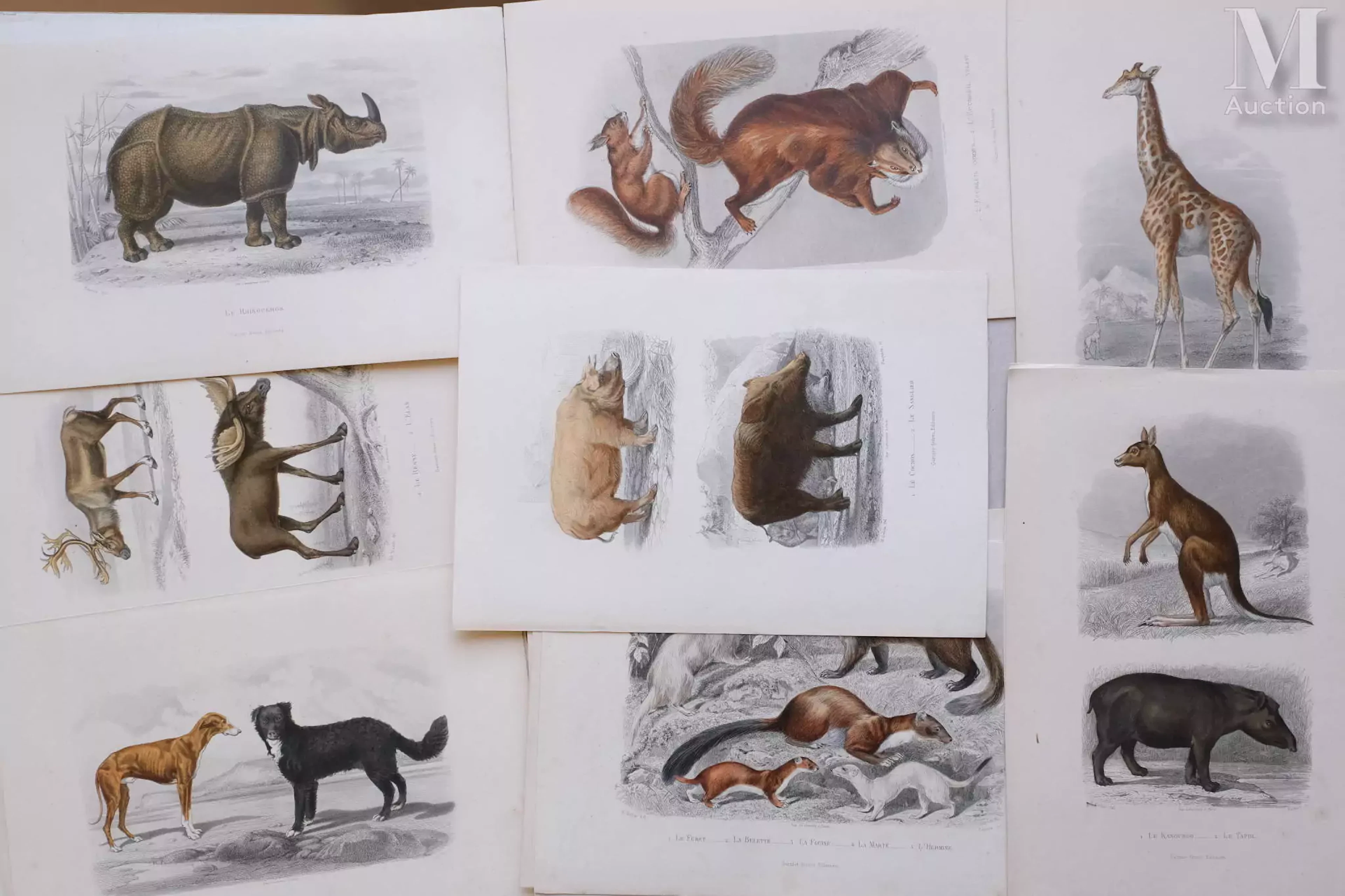Ensemble de dix-sept gravures : Le monde animal. 19ème siècle
