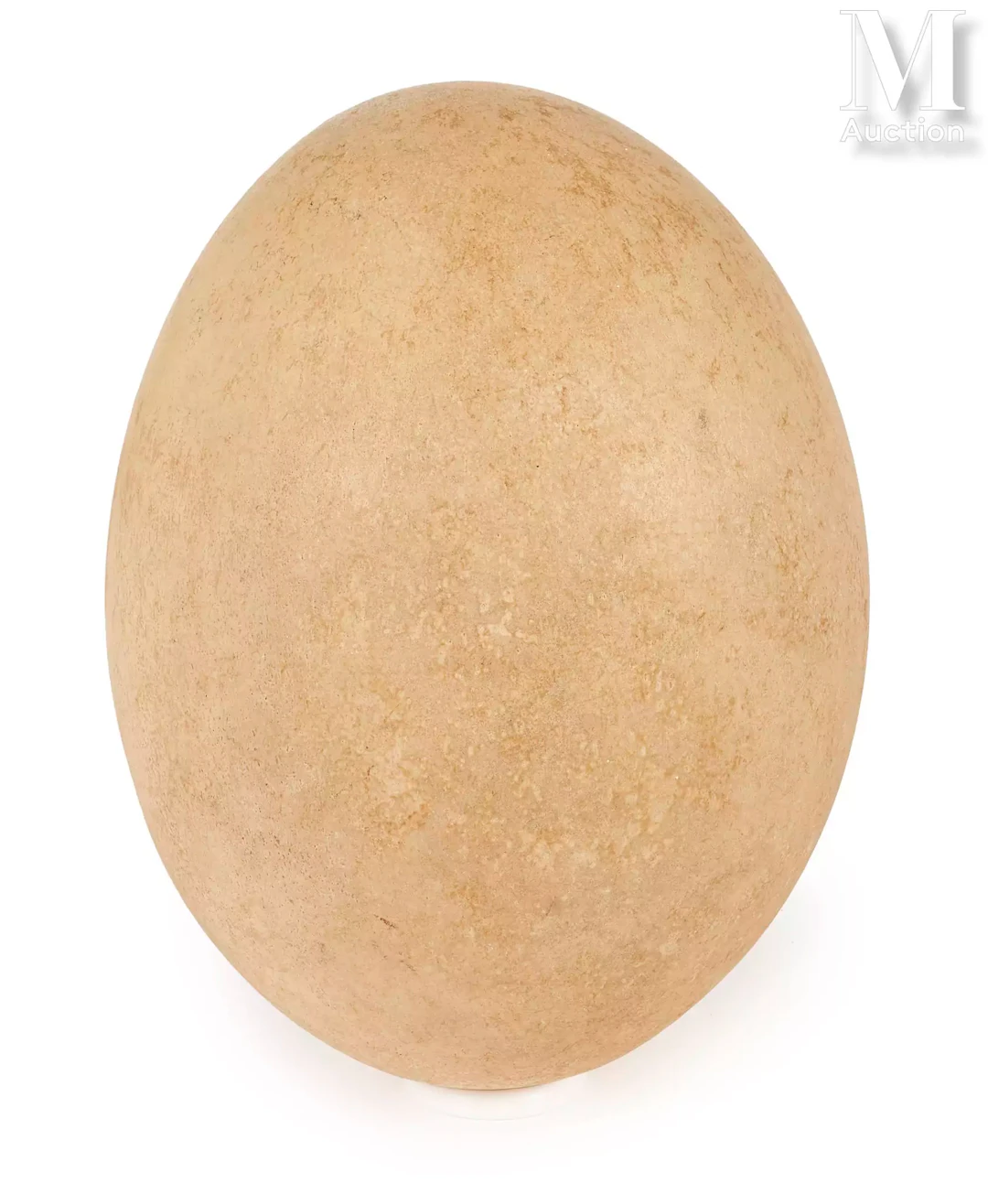 BEAU ET RARE OEUF D'AEPYORNIS