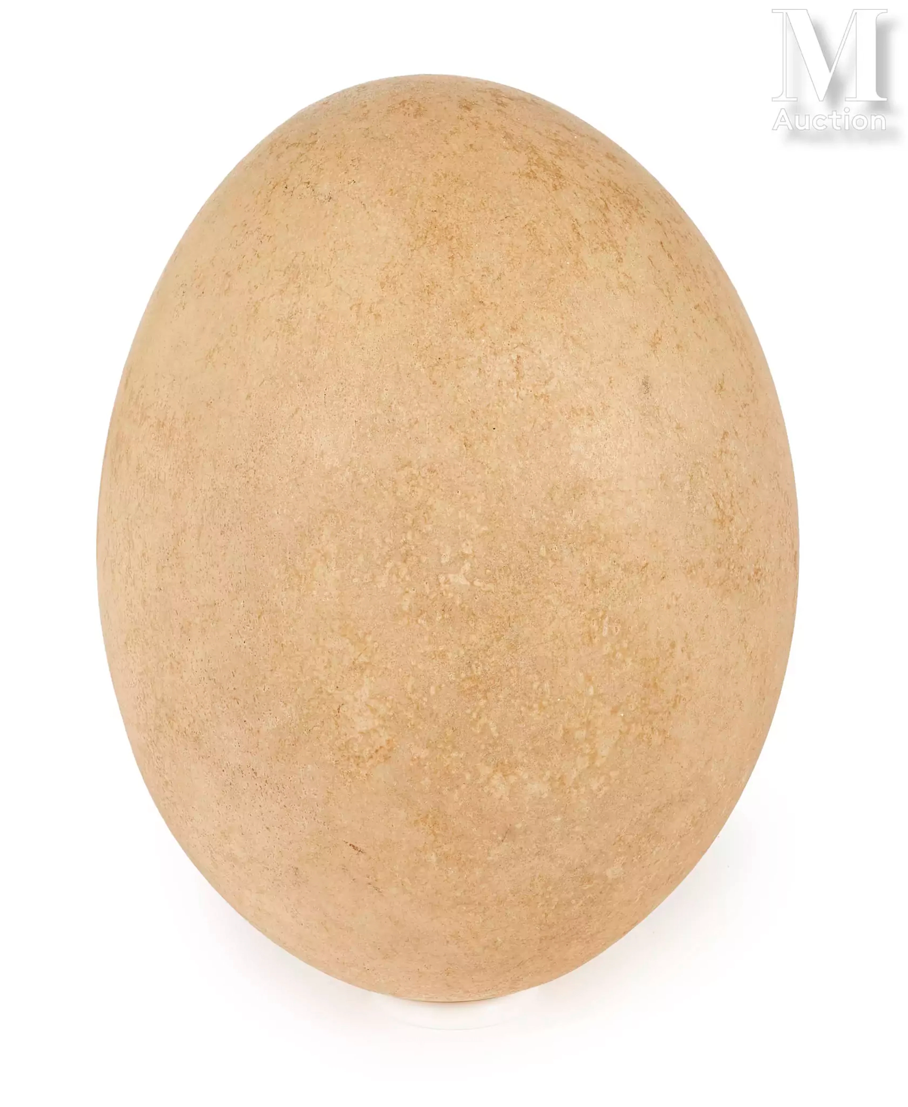 BEAU ET RARE OEUF D'AEPYORNIS