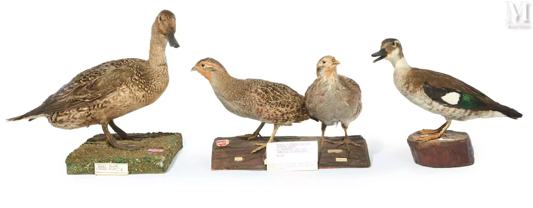 CANARD PILET, DEUX PERDRIX GRISES, SARCELLE À COLLIER NOIR