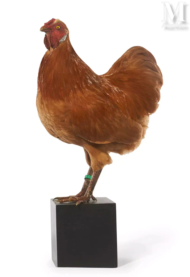 COQ COCHIN FAUVE