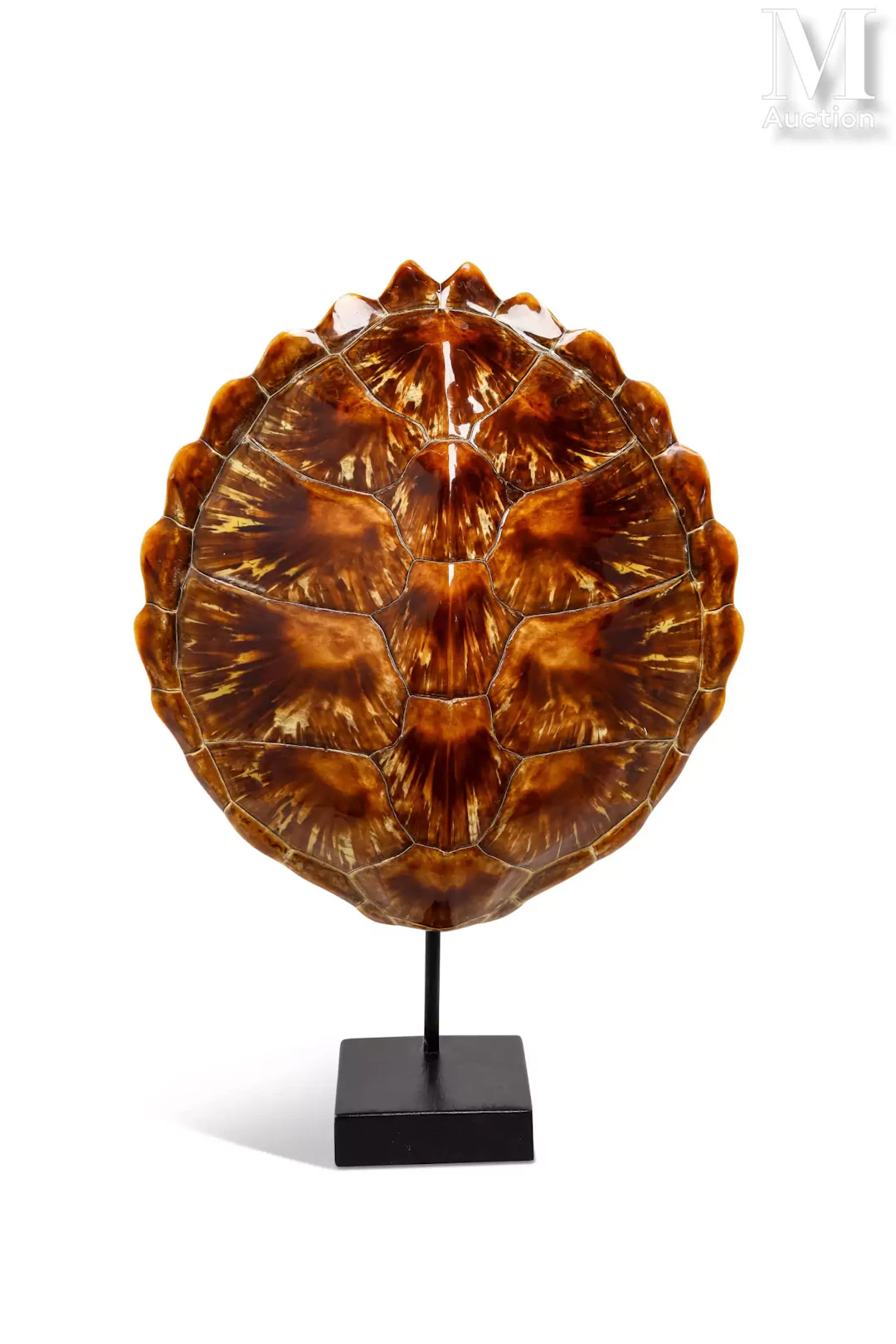 DOSSIÈRE DE TORTUE VERTE