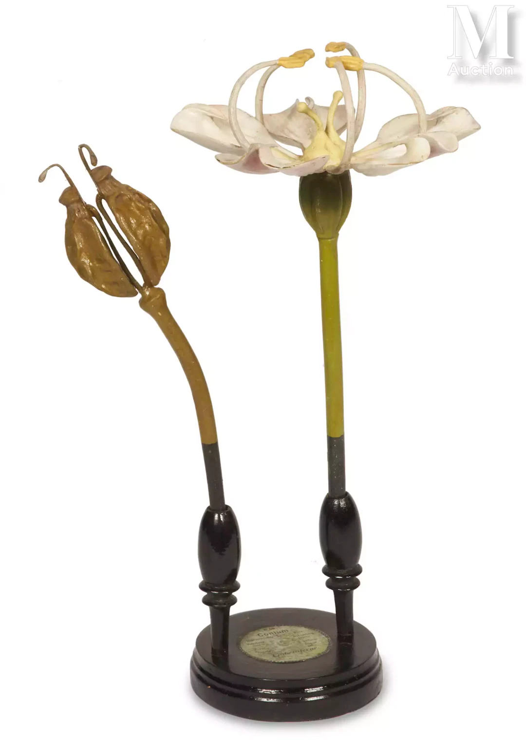 Robert BRENDEL (1821-1898) CONIUM MACULATUM