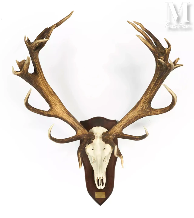 CERF ÉLAPHE