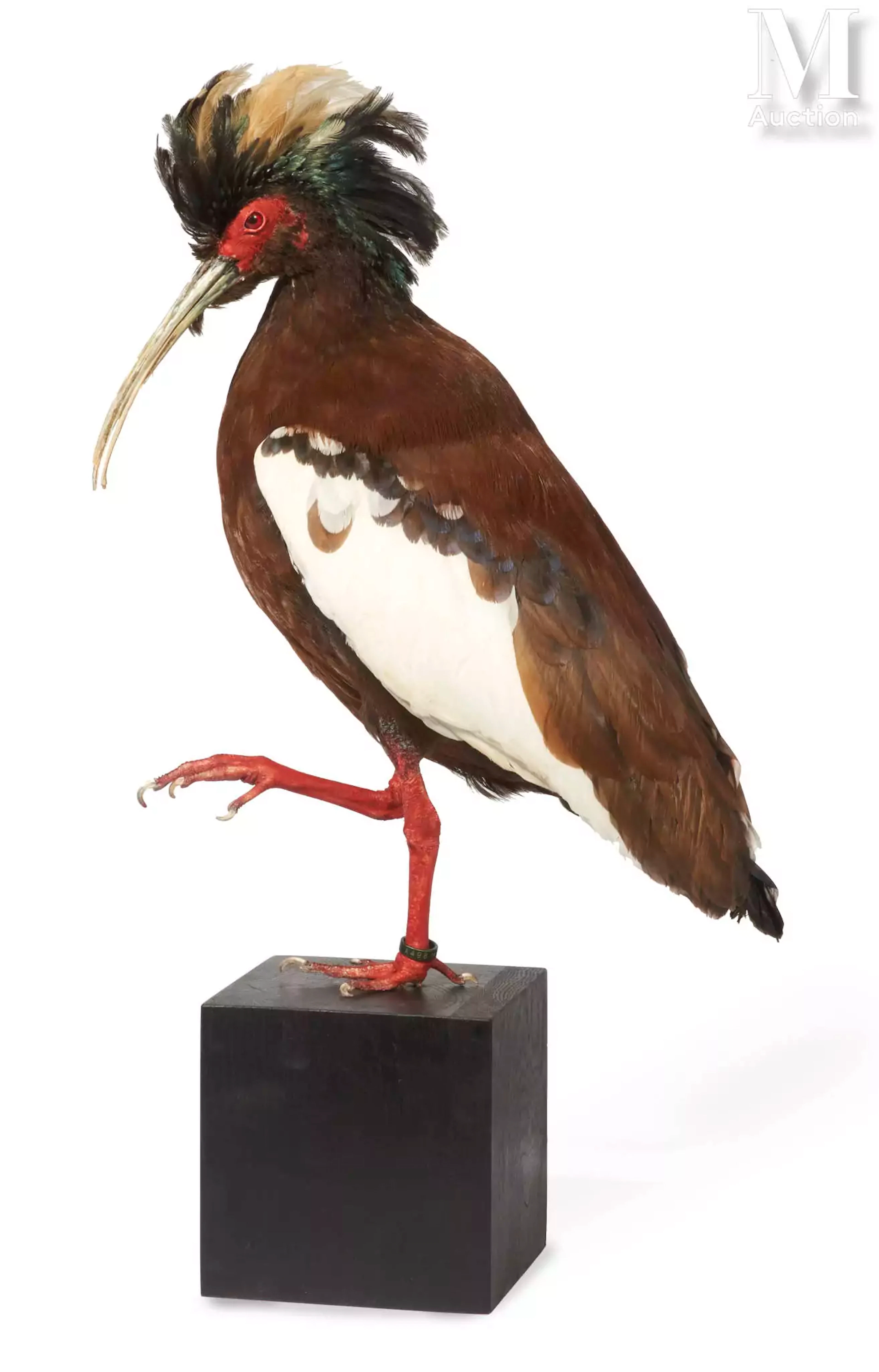 IBIS HUPPÉ DE MADAGASCAR