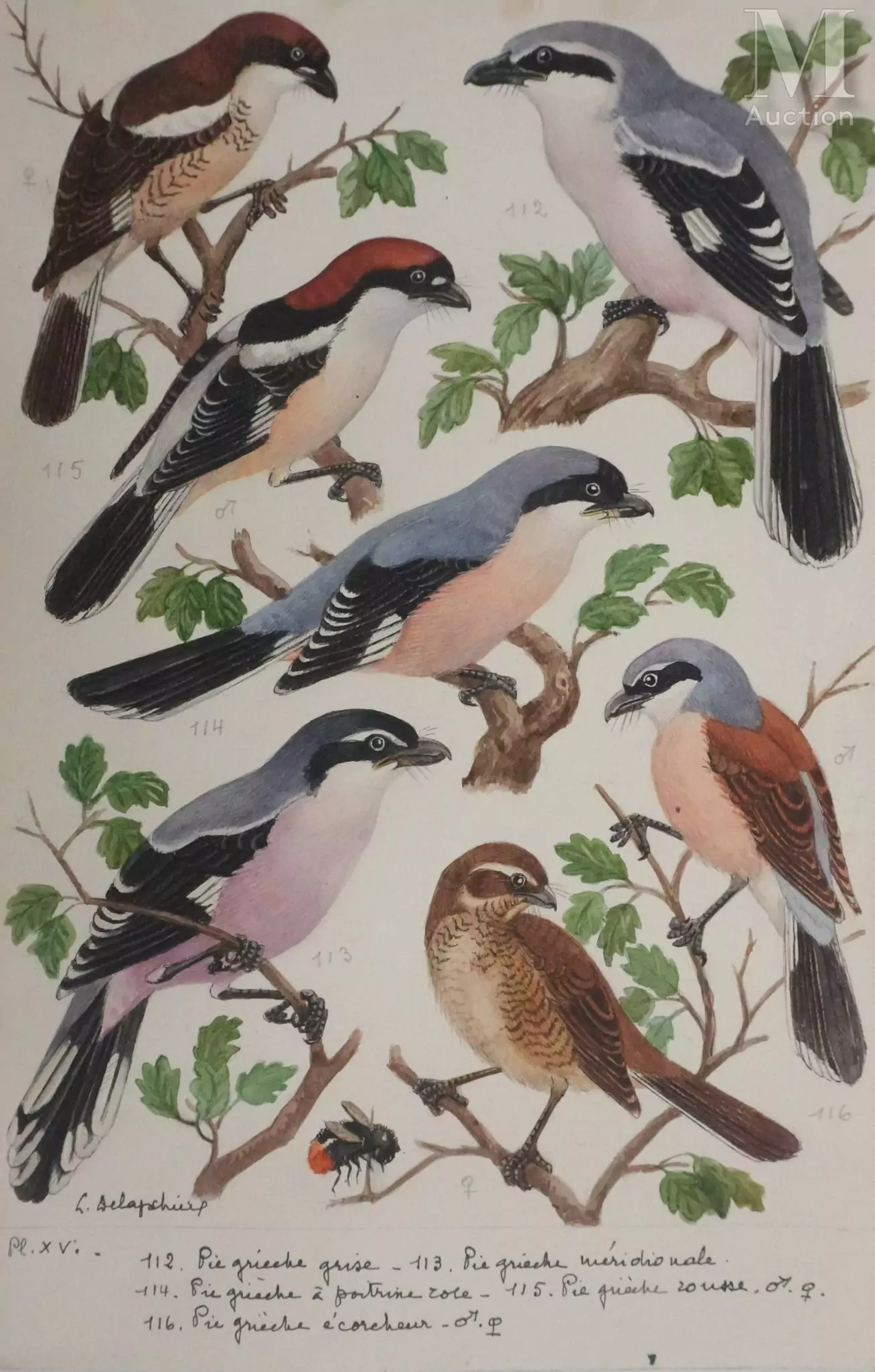 DELAPCHIER Louis Planche d'ornithologie : Pie-grièche grise, rousse