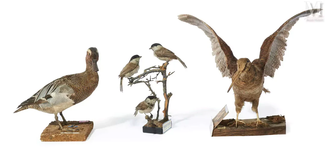 SARCELLE D'ÉTÉ, BÉCASSE, MÉSANGES NONNETTES