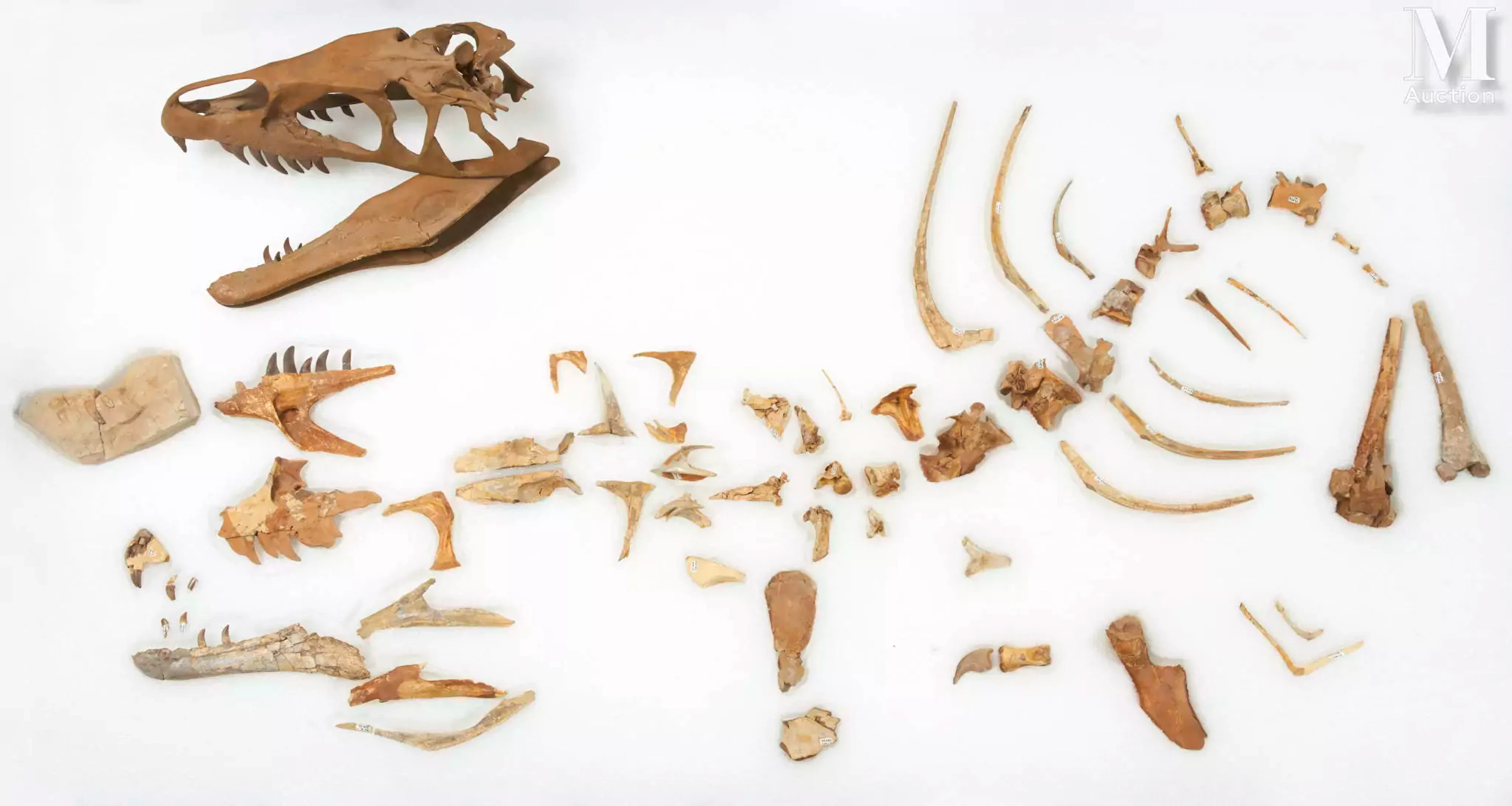 DINOSAURE DUBREUILLOSAURUS VALESDUNENSIS