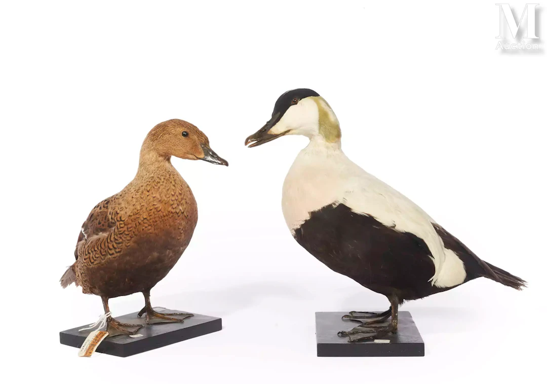 EIDER À DUVET, EIDER À TÊTE GRISE