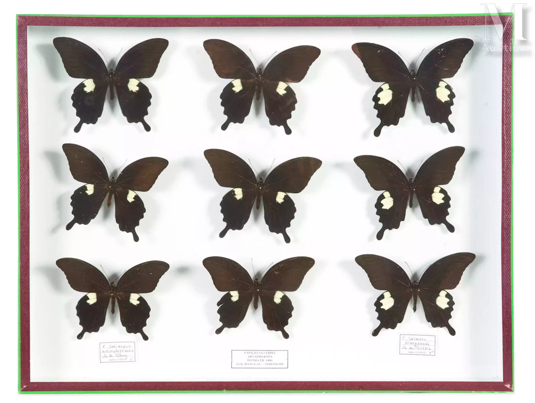 NEUF PAPILIO SATASPES ARTAPHERNES