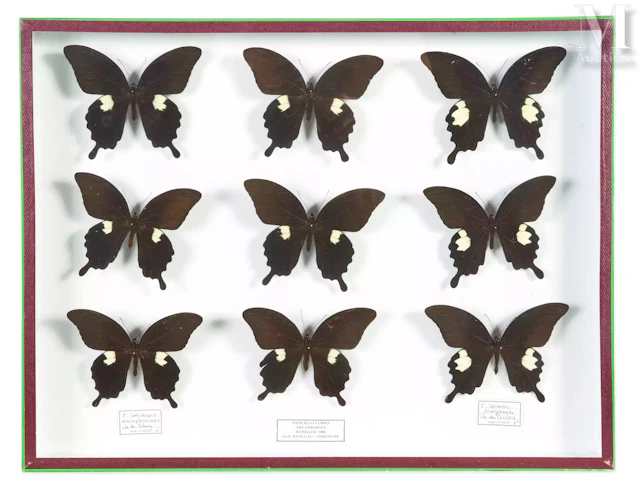 NEUF PAPILIO SATASPES ARTAPHERNES