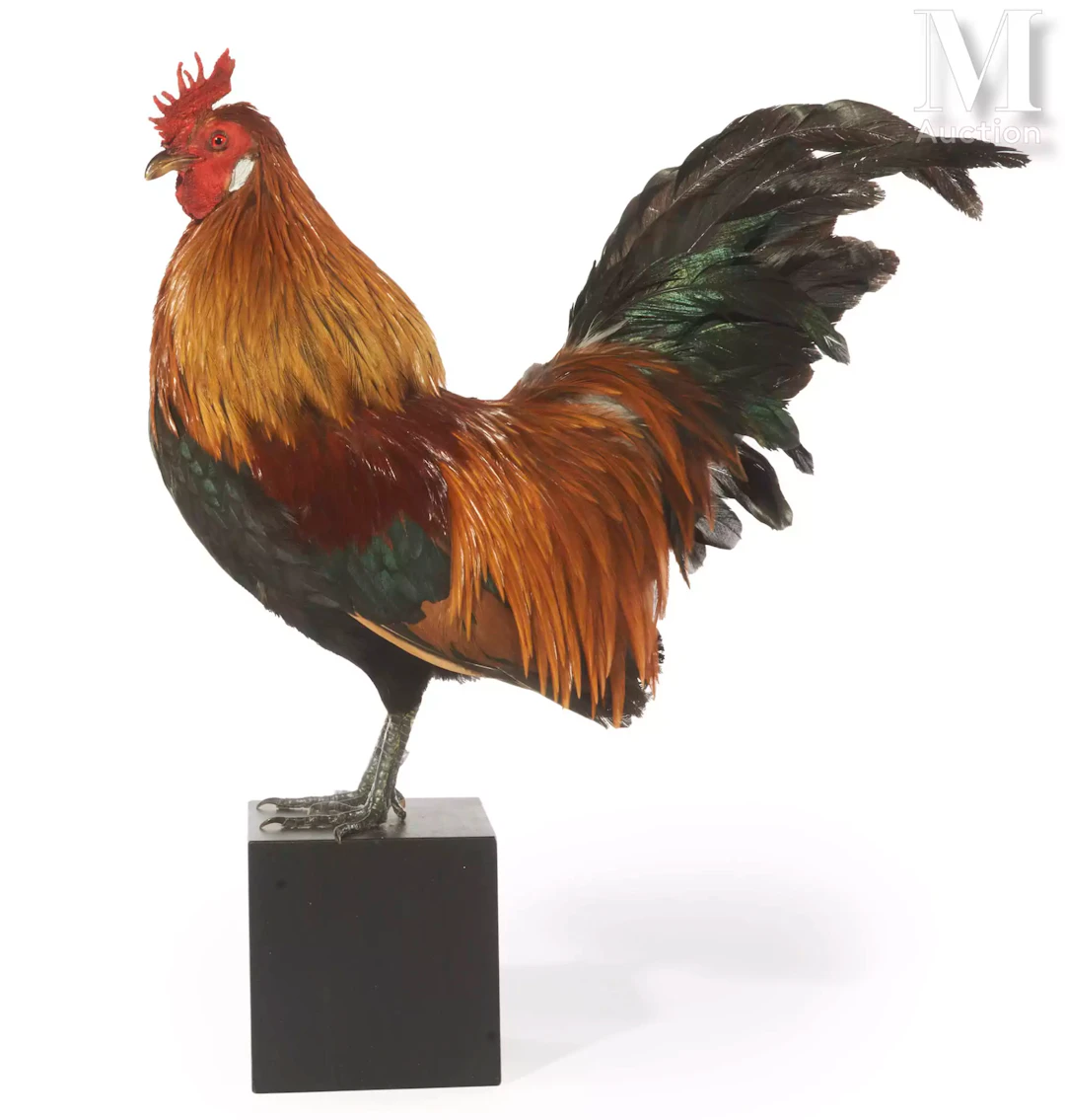 COQ NAIN HOLLANDSKRIEL