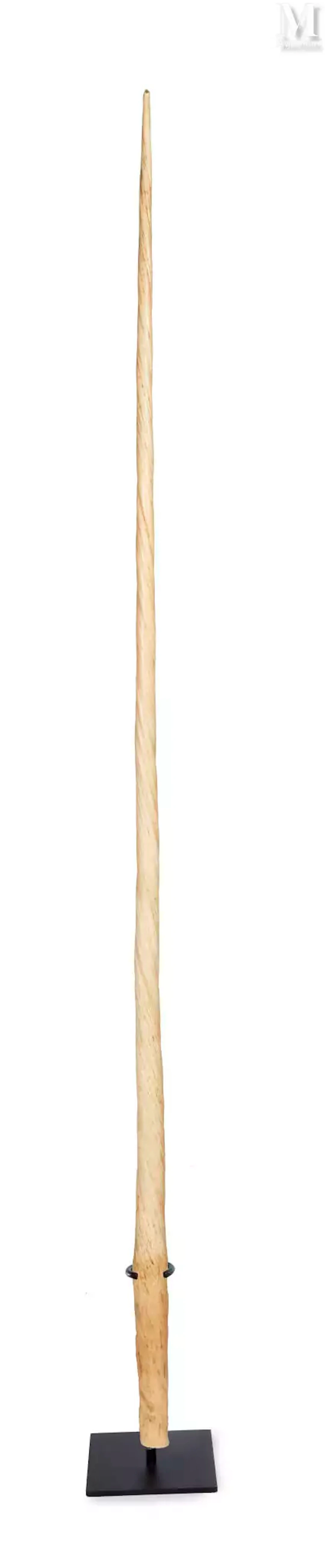 BELLE DENT DE NARVAL