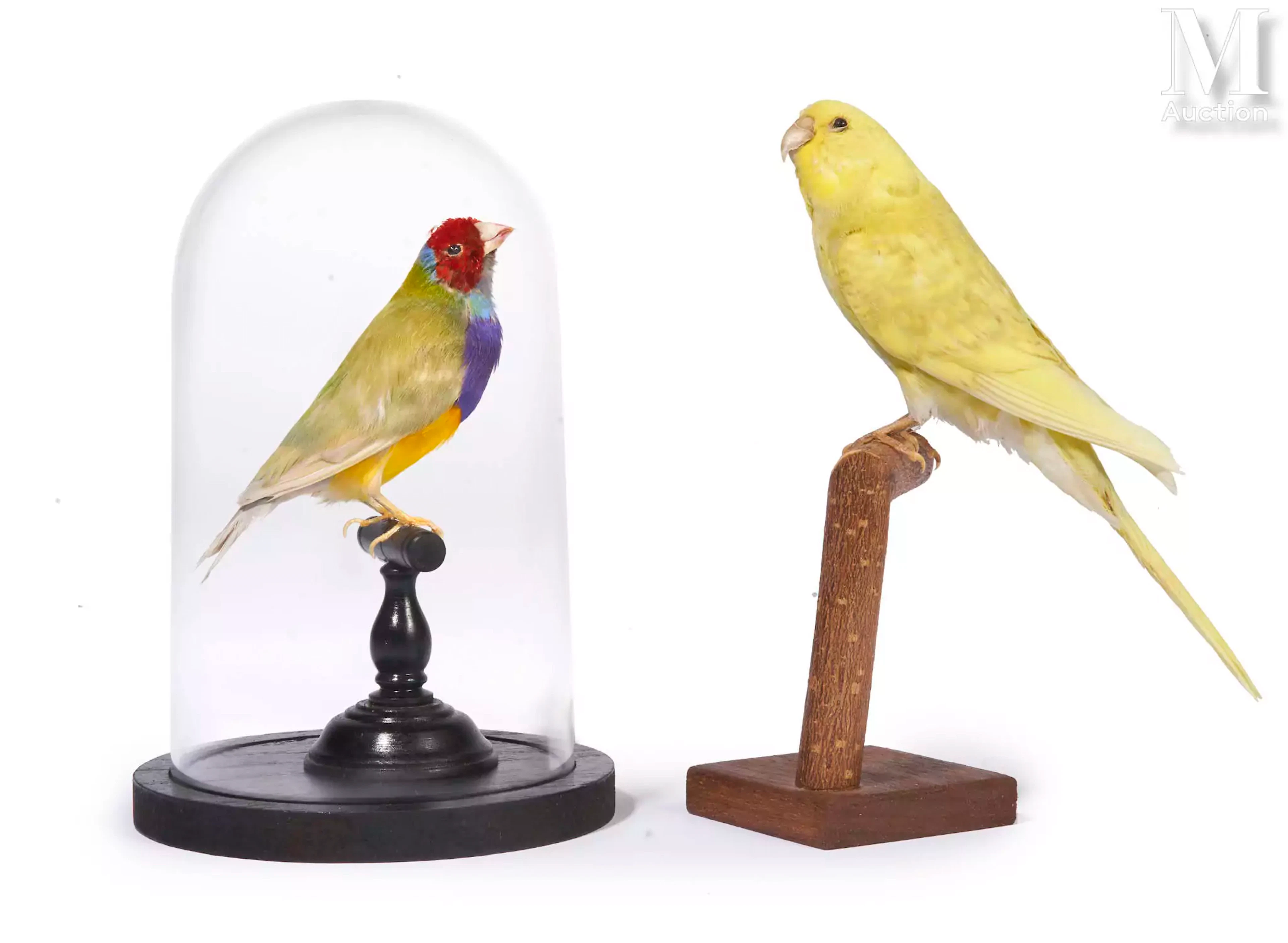 PERRUCHE ONDULÉE JAUNE, DIAMANT DE GOULD