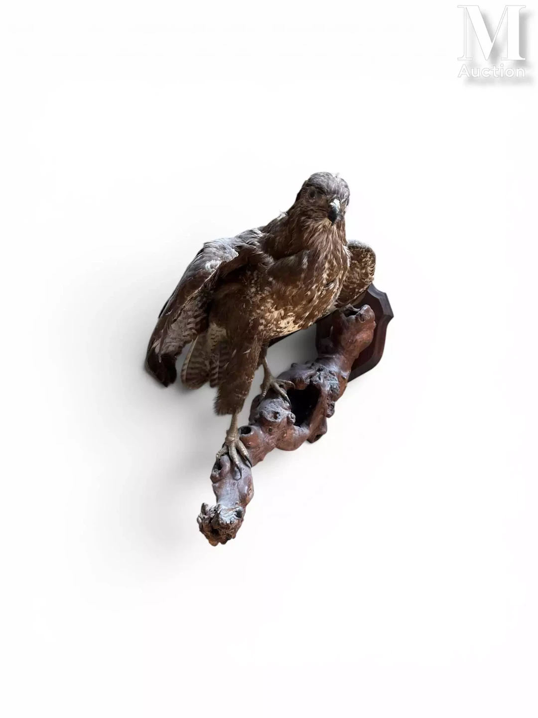 BUSE VARIABLE