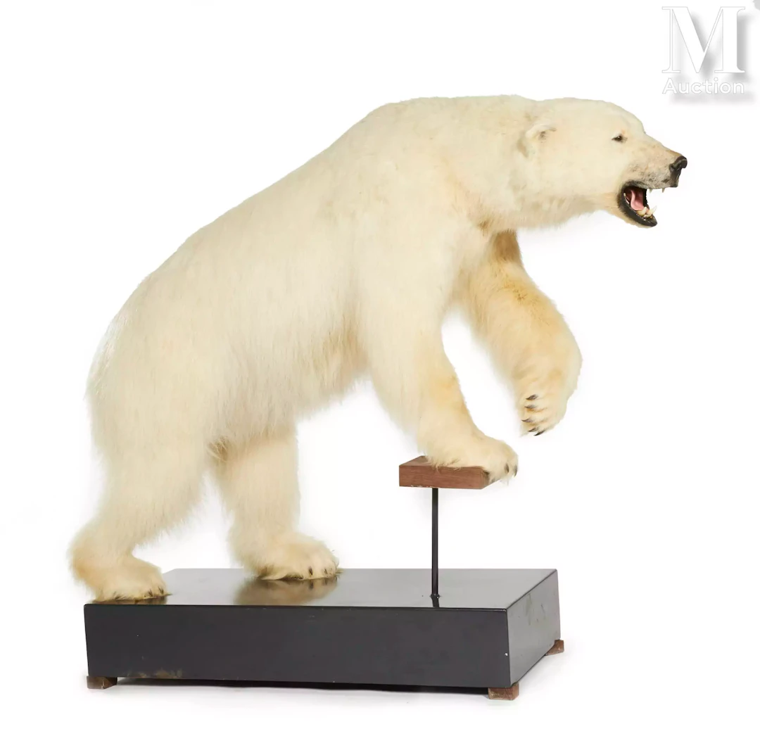 BEL OURS POLAIRE