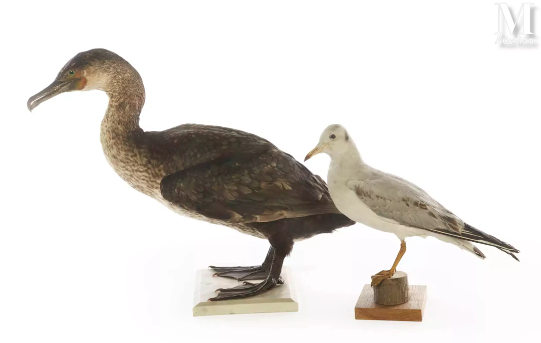 MOUETTE RIEUSE, GRAND CORMORAN