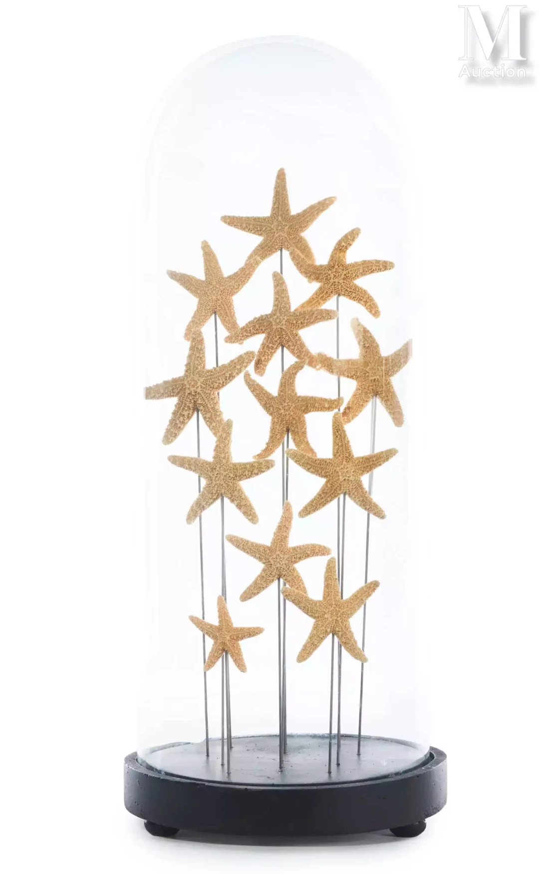 DOUZE ÉTOILES DE MER